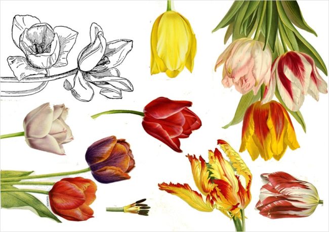 Miss Herzfrisch im Tulpenfieber - mit bunten Musterspielereien - Tulpendownload